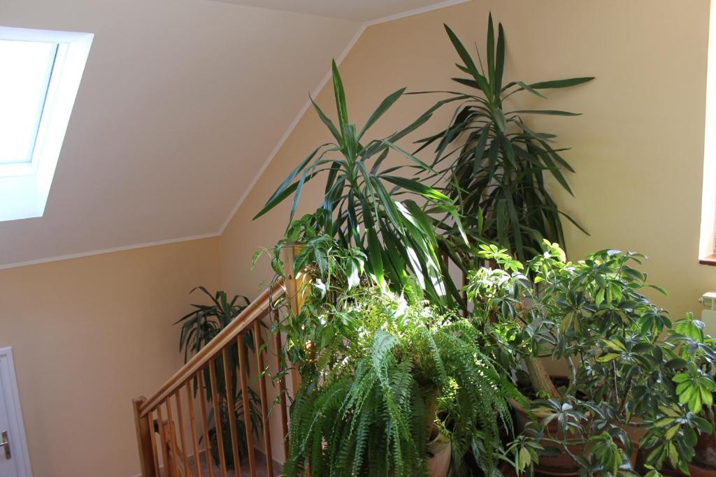 Bajor Panzio Bed & Breakfast Kecskemet Exterior photo